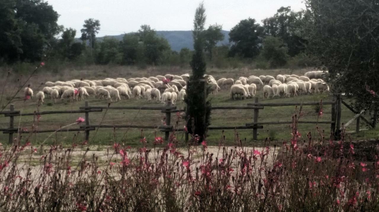 Maremma Country Chic Le Ginestre Villa Сована Екстериор снимка